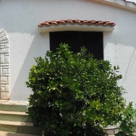 Sunflower * أوباتيا